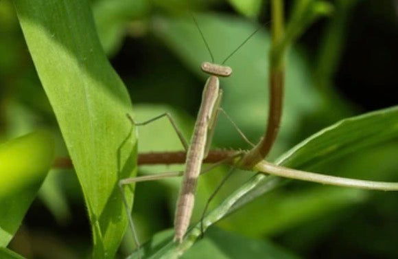 Praying Mantis Egg Case - Chinese Mantis Ootheca