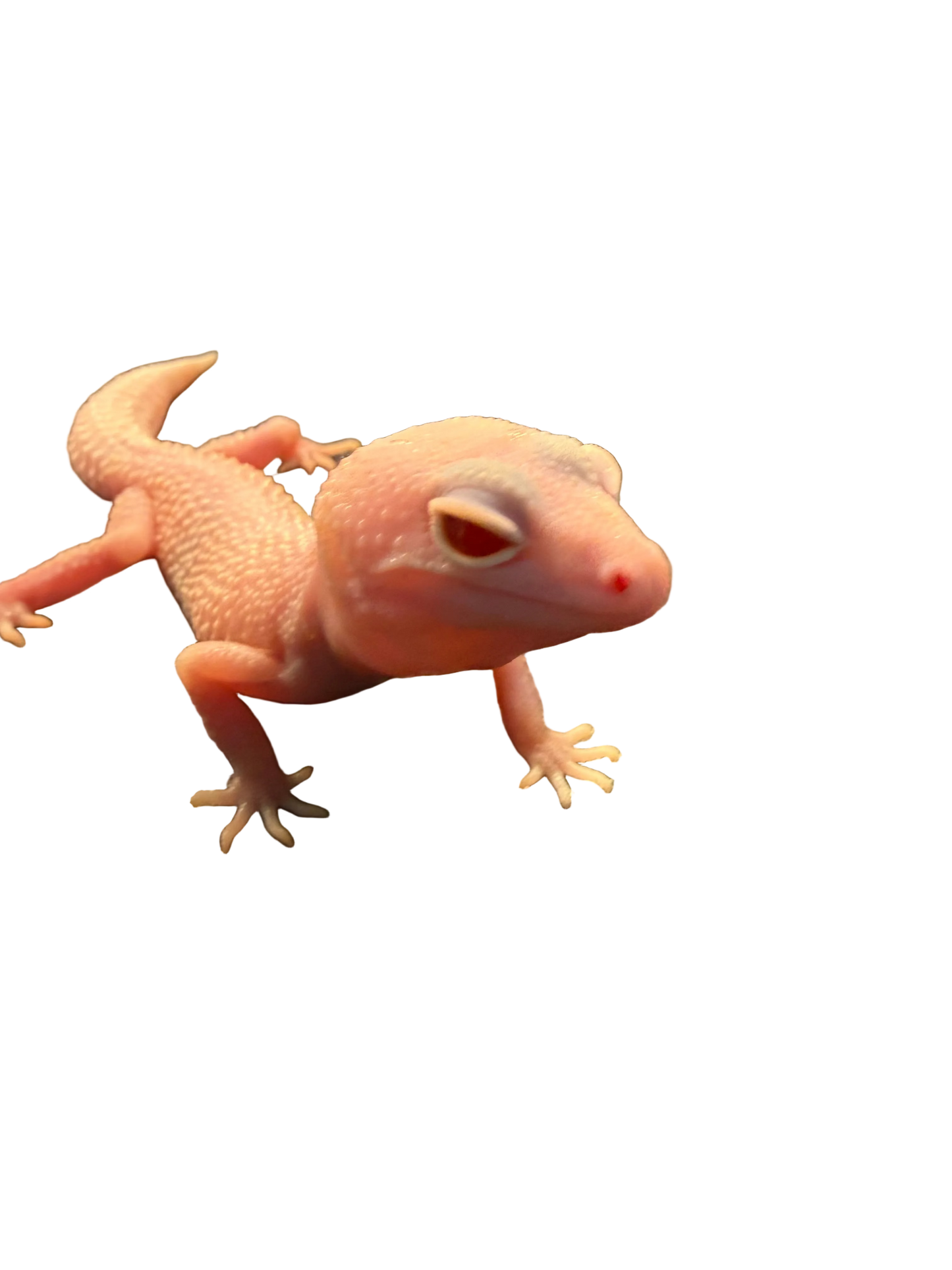 Bell Albino Leopard Gecko (Eublepharis macularius)