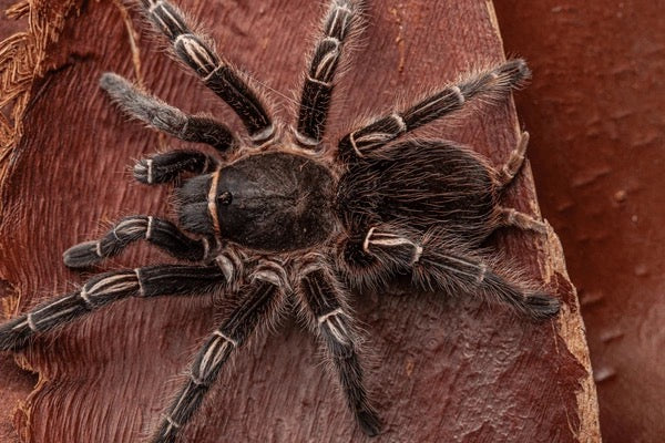 Stripe Knee Tarantula