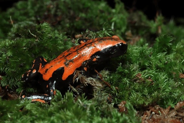 Red and Black Walking Frog