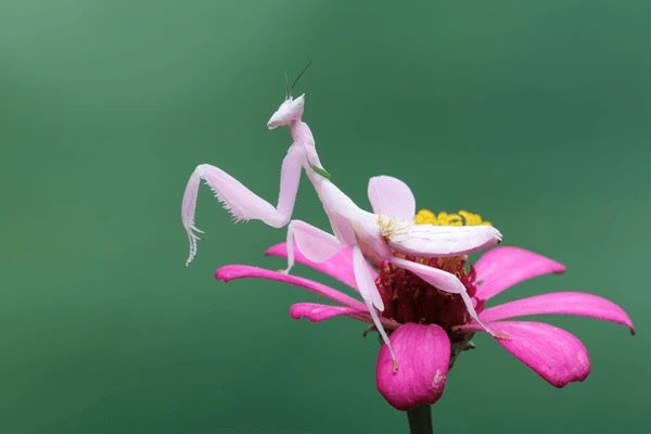 Orchid Mantis (Hymenopus coronatus) - i2-i3 Nymph
