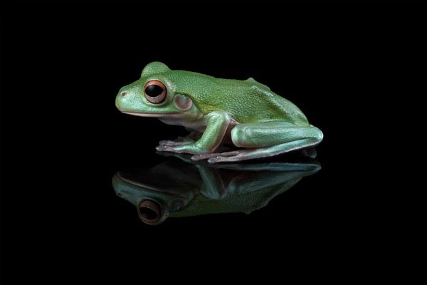 Green Tree Frog