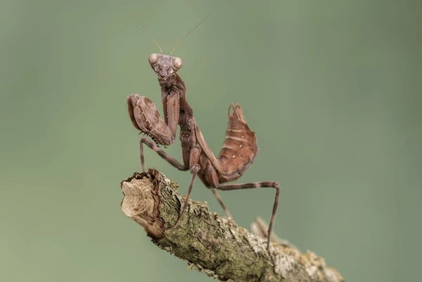 Double Shield Mantis (Pnigomantis medioconstricta) - Nymph