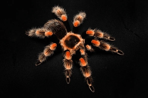 Mexican Red Knee Tarantula (Brachypelma hamorii)