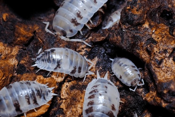 Dairy Cow Isopods (Porcellio laevis) - Clean-Up Crew Culture