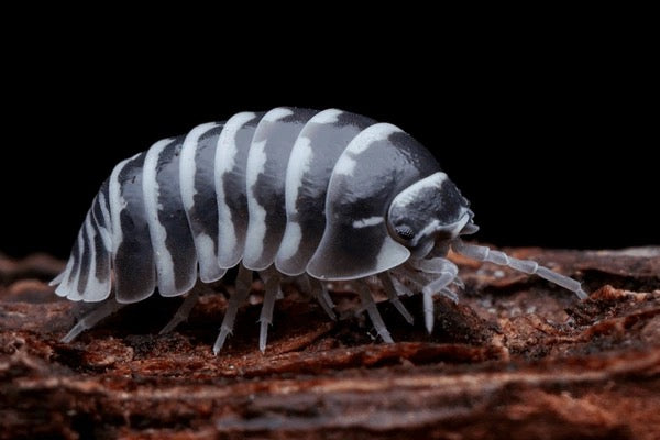 Zebra Isopods (Armadillidium maculatum) - Striking Striped Clean-Up Crew