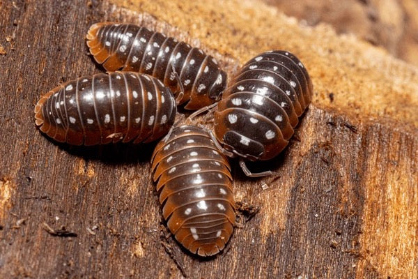 Clown Isopods (Armadillidium klugii) - Premium Orange & White Pill Bugs
