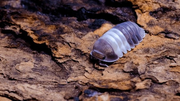 Panda King Isopods (Cubaris sp.) - Rare Black & White Premium Species