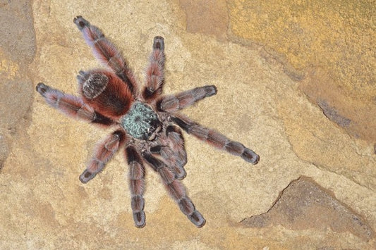 Pink Toe Tarantula (Avicularia avicularia)