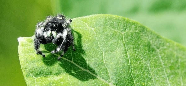 Phidippus audax (Bold Jumping Spider) - i2-i3