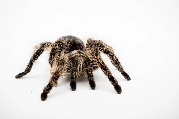 Nicaraguan Curly Hair Tarantula (Tliltocatl albopilosus)