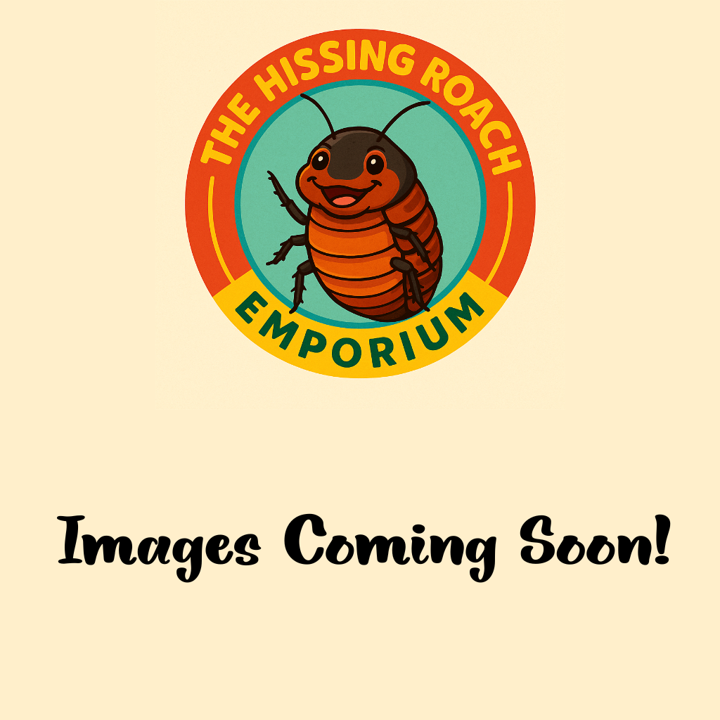 Smokey Oak Millipede - Bioactive Clean Up Crew