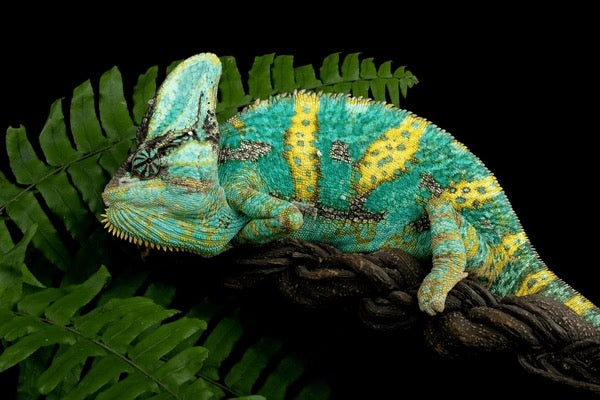 Veiled Chameleon Adult (Chamaeleo calyptratus)