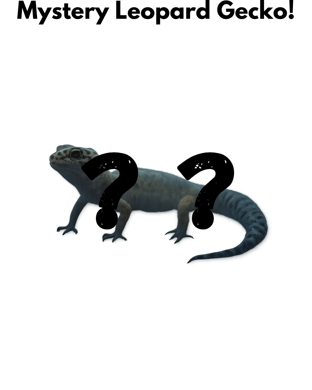 Mystery Leopard Gecko