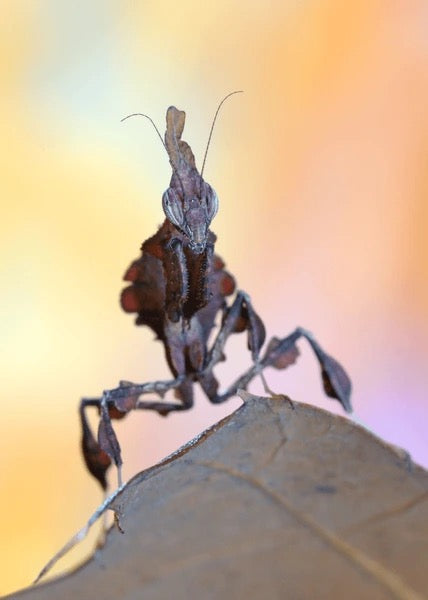 Live Ghost Mantis (Phyllocrania paradoxa) - Exotic Pet Praying Mantis