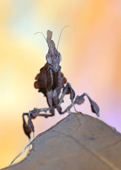 Live Ghost Mantis (Phyllocrania paradoxa) - Exotic Pet Praying Mantis