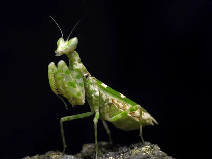 Live Jeweled Flower Mantis (Creobroter gemmatus) - Stunning Pet Mantis