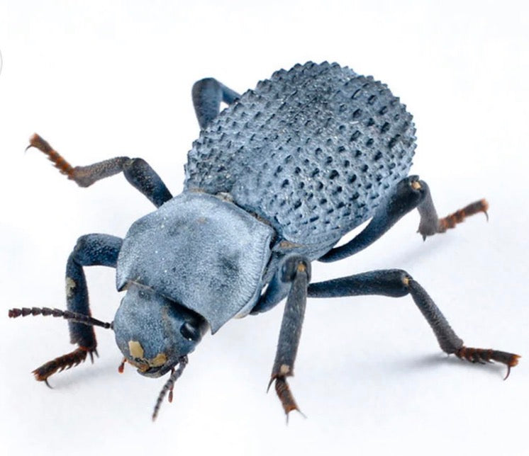 Blue Death Feigning Beetles Asbolus verrucosus)