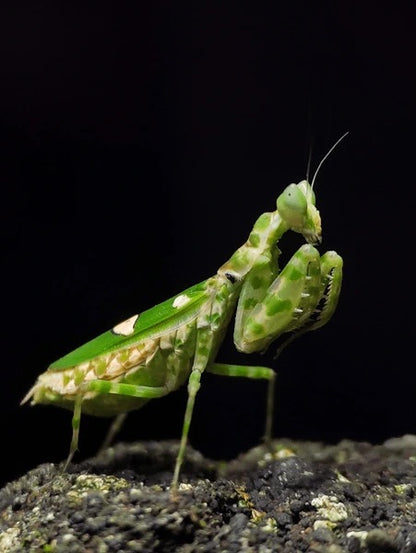 Live Jeweled Flower Mantis (Creobroter gemmatus) - Stunning Pet Mantis