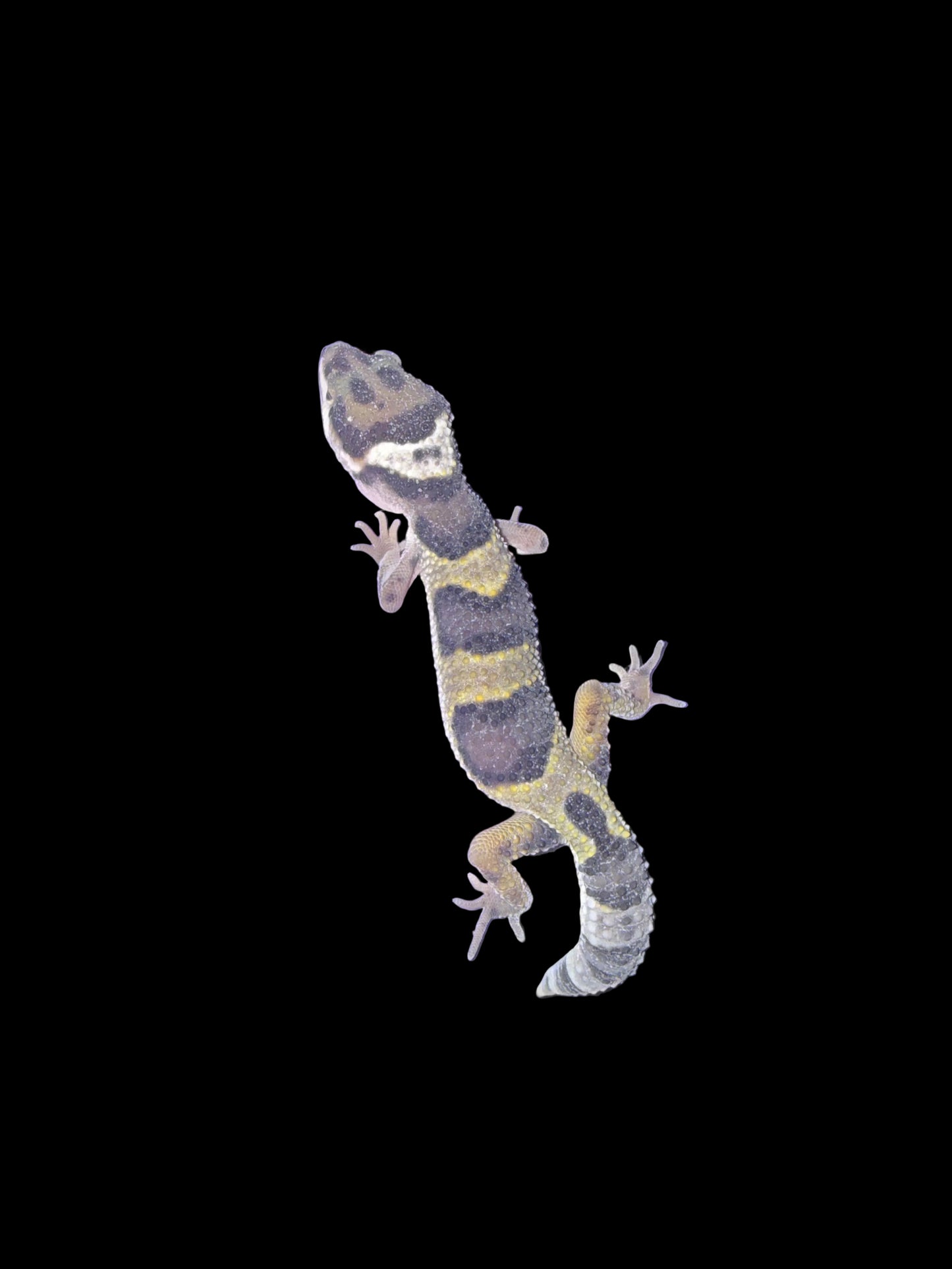 Leopard Gecko (Eublepharis macularius)