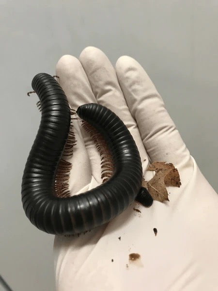 Live Giant African Millipede (Archispirostreptus gigas) - Exotic Pet