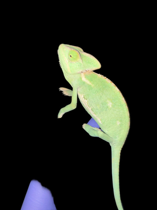 Veiled Chameleon (Chamaeleo calyptratus)