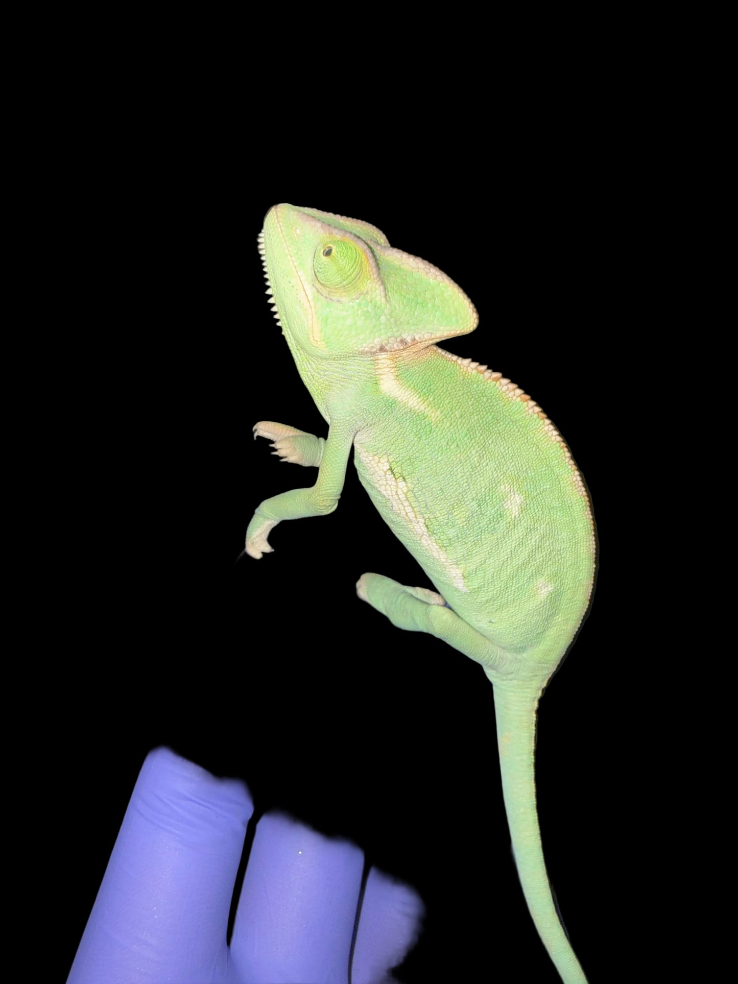 Veiled Chameleon (Chamaeleo calyptratus)