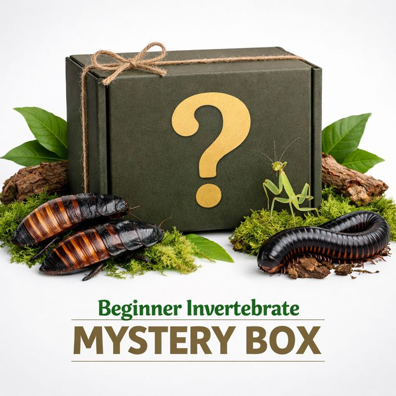 Beginner Invertebrate Mystery Box - Surprise Species Selection