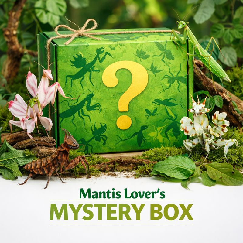 Mantis Lover's Mystery Box - Surprise Mantis Species
