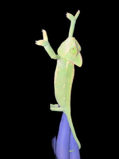 Veiled Chameleon (Chamaeleo calyptratus)