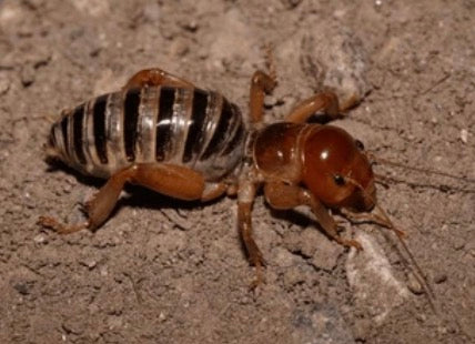Jerusalem Cricket (Stenopelmatus fuscus)