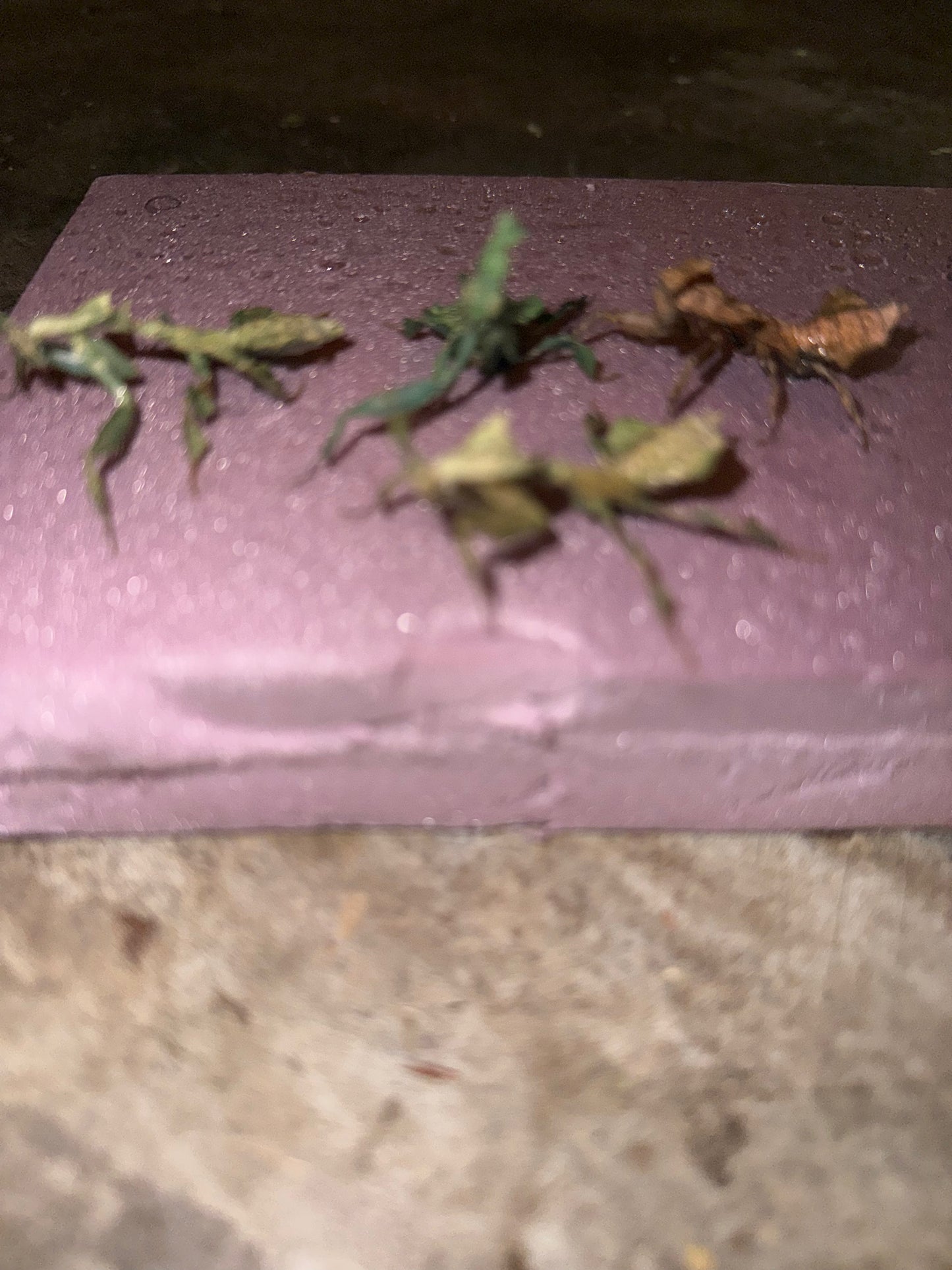 RARE Female Ghost Mantis Color Morph (Phyllocrania paradoxa)