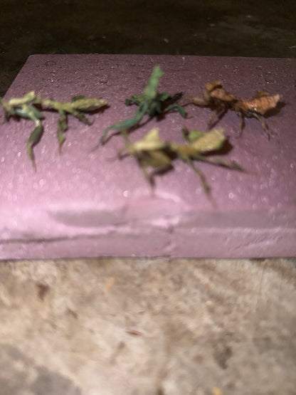 RARE Female Ghost Mantis Color Morph (Phyllocrania paradoxa)