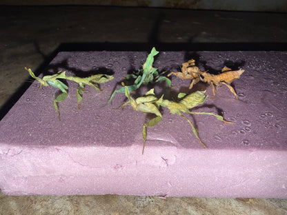RARE Female Ghost Mantis Color Morph (Phyllocrania paradoxa)