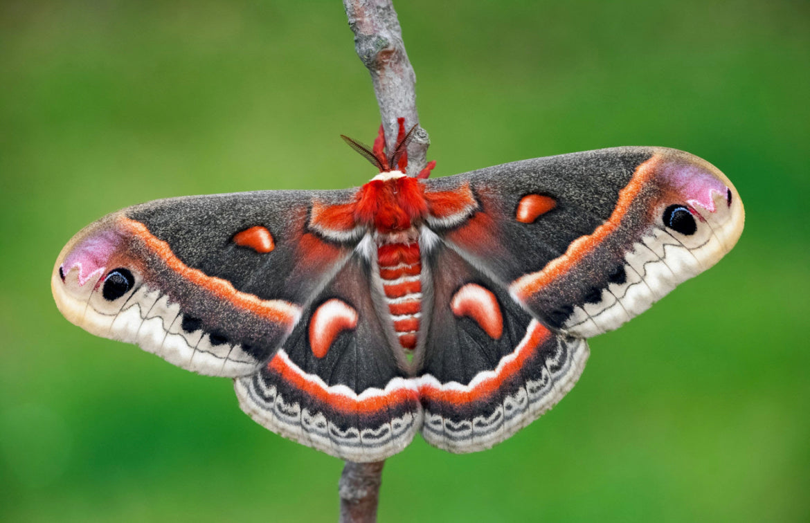 Live Cecropia Moth Cocoon