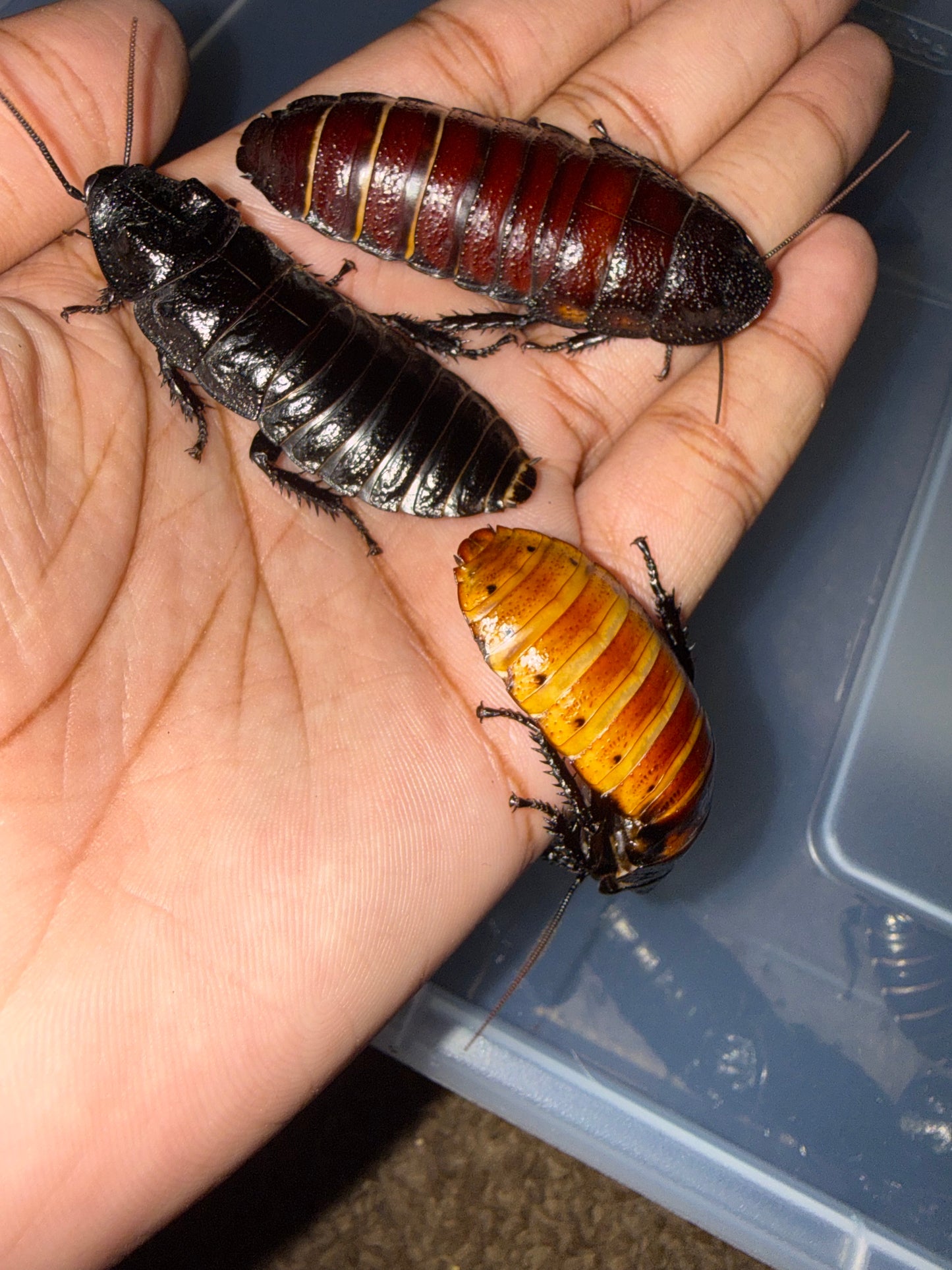 Madagascar Hisser Mix Pack - Special