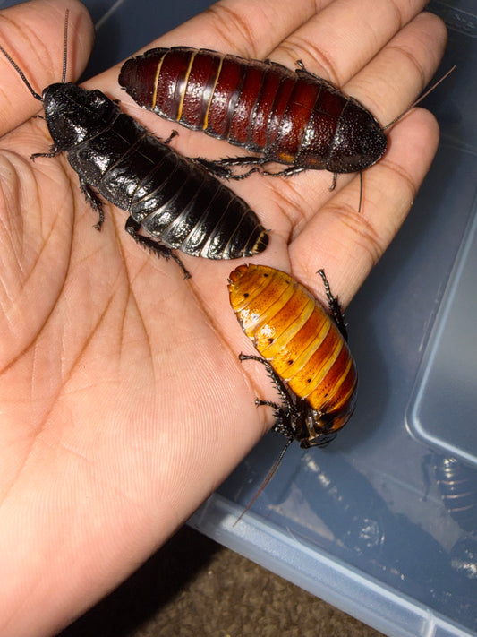 Madagascar Hisser Mix Pack - Special