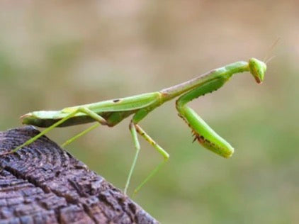 Praying Mantis Egg Case - Chinese Mantis Ootheca