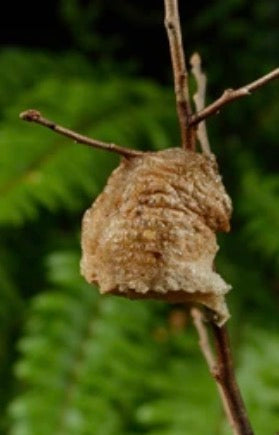 Praying Mantis Egg Case - Chinese Mantis Ootheca