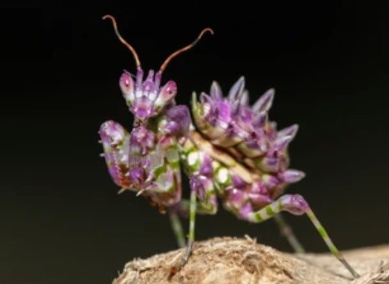 Live Spiny Flower Mantis (Pseudocreobotra wahlbergii) - Colorful Pet Mantis