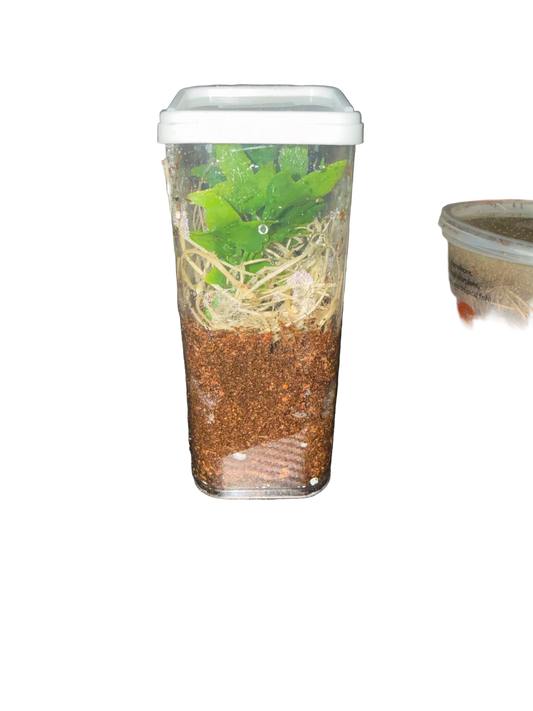 Jumping Spider Starter Kit - Complete Beginner Setup