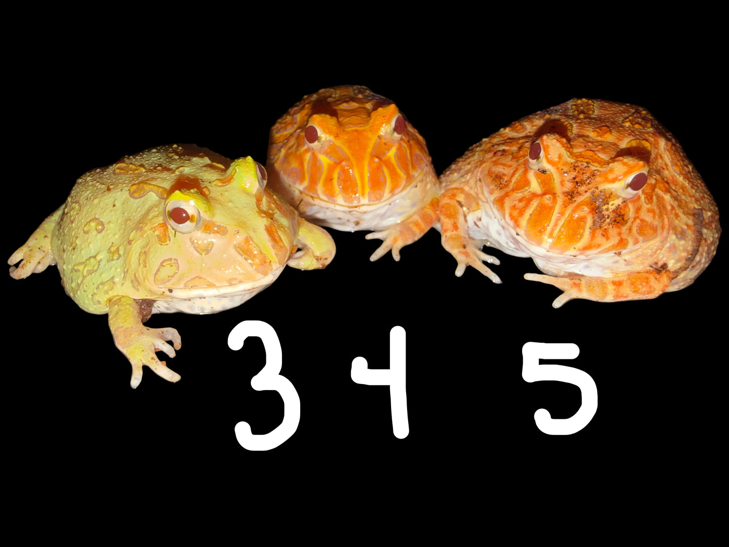 Various Pacman Frogs (Ceratophrys ornata)