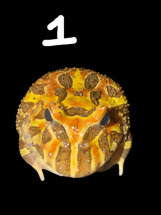 Various Pacman Frogs (Ceratophrys ornata)