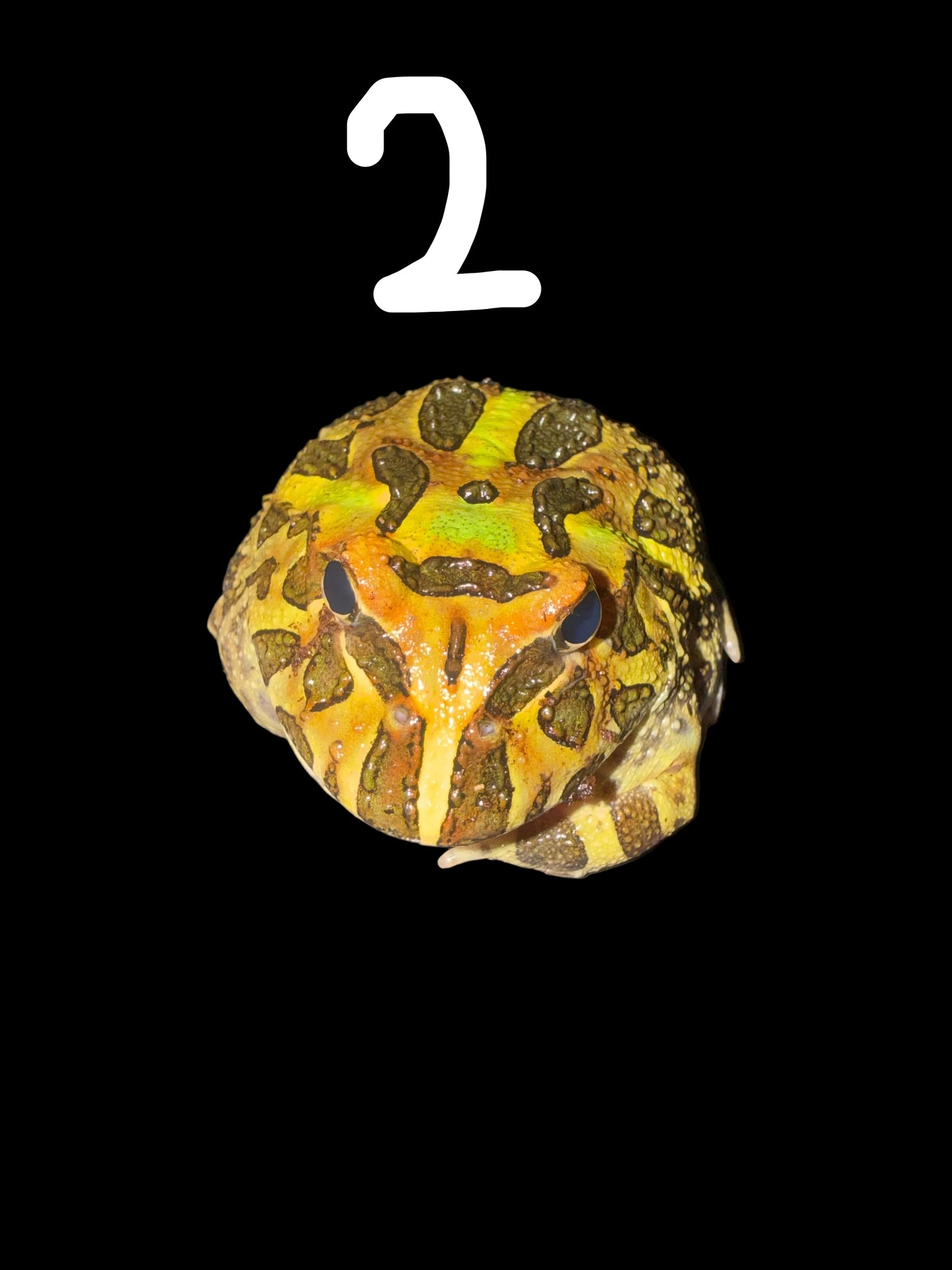 Various Pacman Frogs (Ceratophrys ornata)