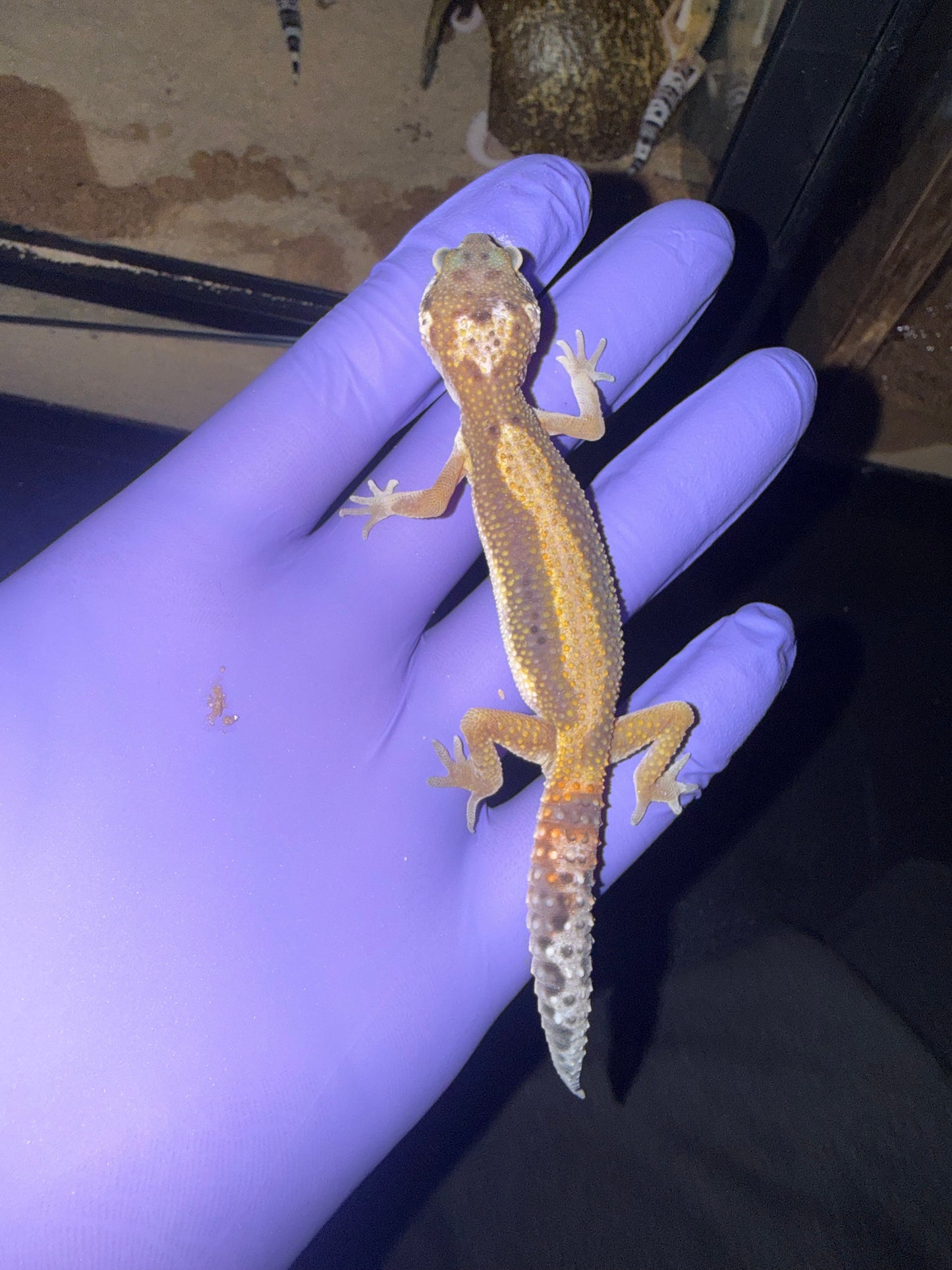 Leopard Gecko (Eublepharis macularius)