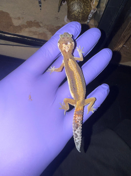 Leopard Gecko (Eublepharis macularius)