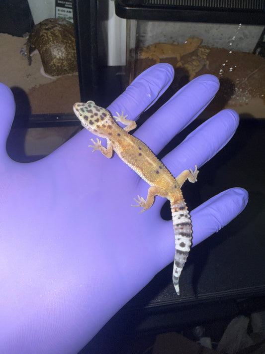 Leopard Gecko (Eublepharis macularius)