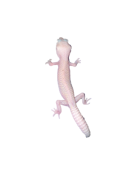 Bell Albino Leopard Gecko (Eublepharis macularius)