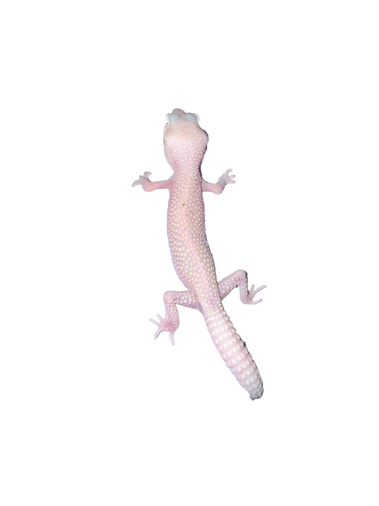 Bell Albino Leopard Gecko (Eublepharis macularius)