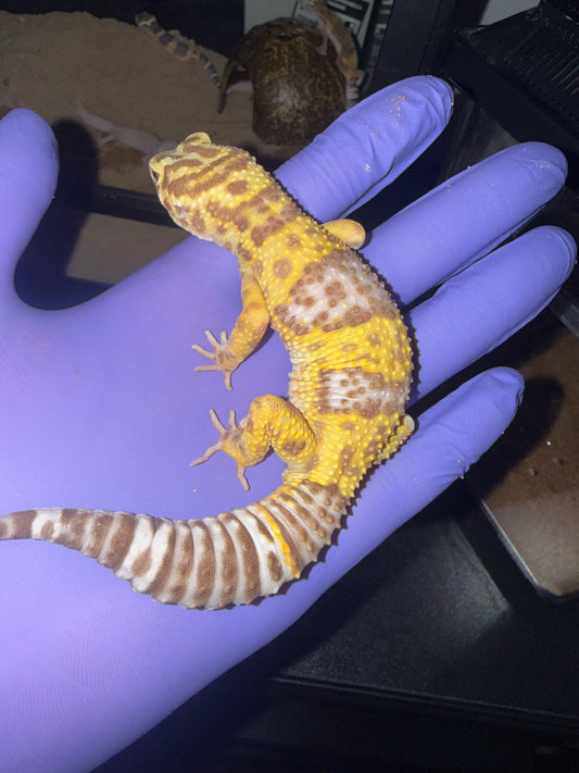 Adult Tangerine Leopard Gecko (MALE)